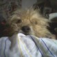 Se llama Sparky...tiene 15 años..y con orgullo digo que era de la calle